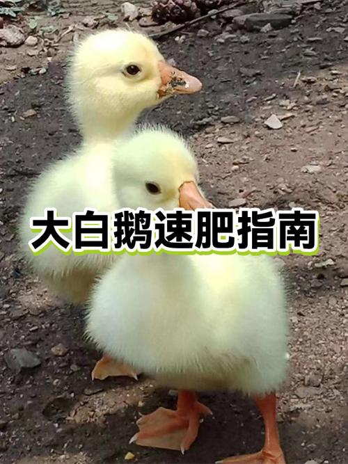 鹅肥不肥怎么看缩略图