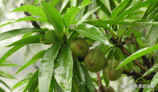 桃树叶子的形状图标