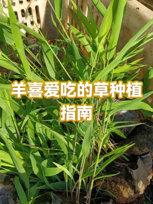 含蛋白最高的十种草截图