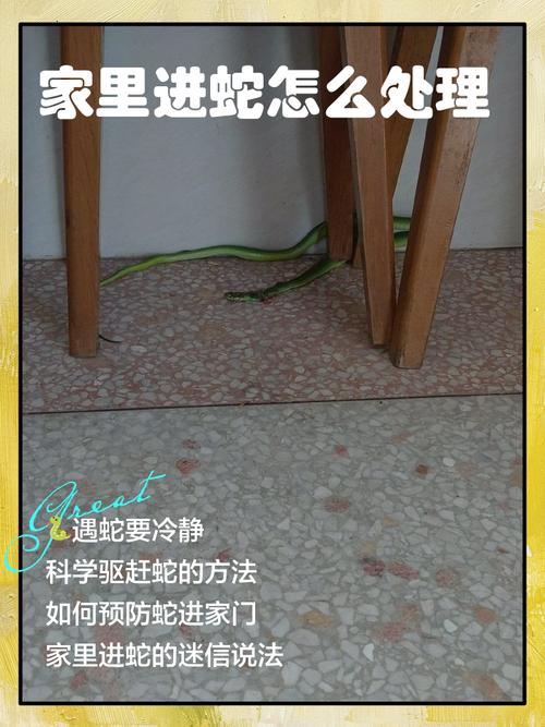 家里进了一条毒蛇预示什么截图