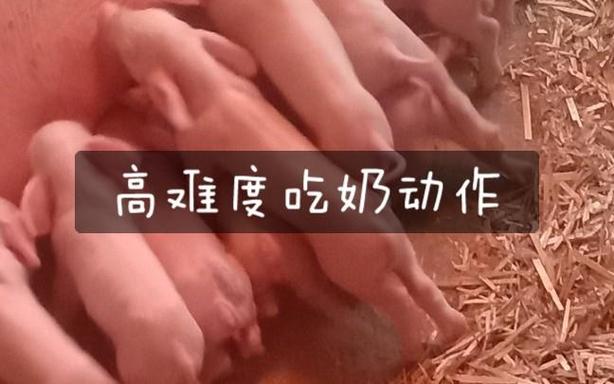 猪猪视频老旧版截图