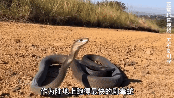 蛇从笼子里跑到屋里找不到怎么办截图