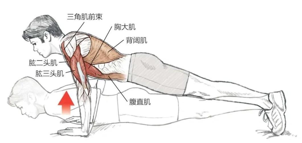 平板俯卧撑正确做法截图