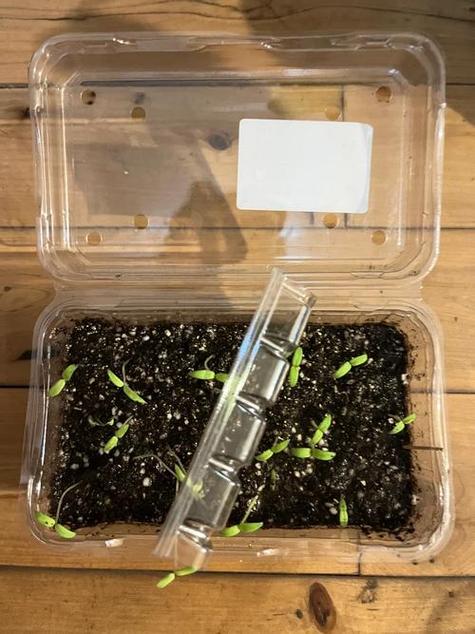 番茄种子怎么催芽缩略图