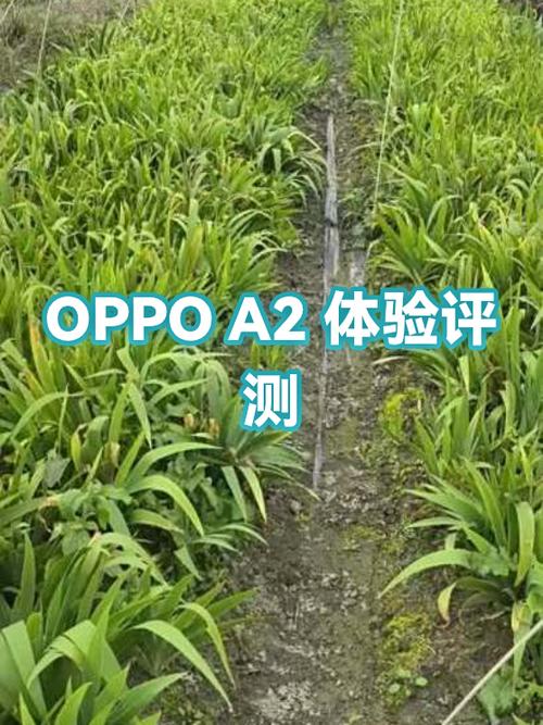 oppoa2怎么样值得购买吗截图