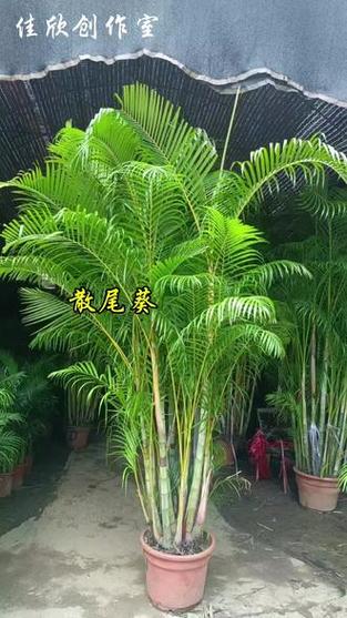 散尾葵图片截图