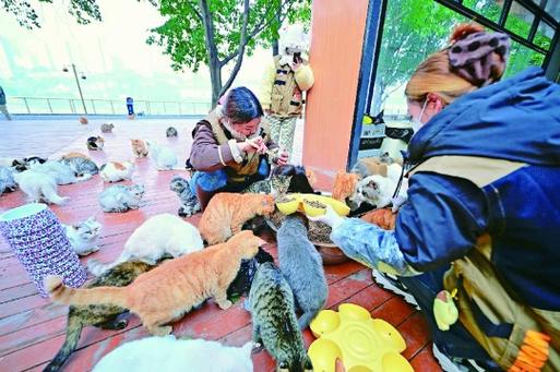 猫猫乐园赚钱