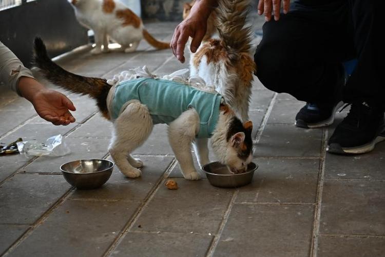 小猫丢失有救助吗图标
