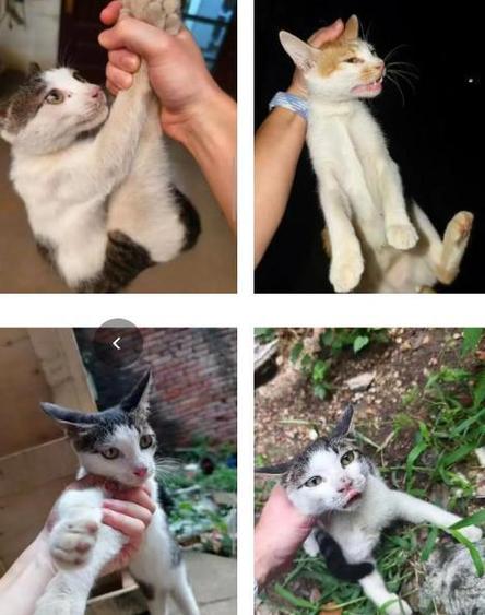 虐猫什么意思