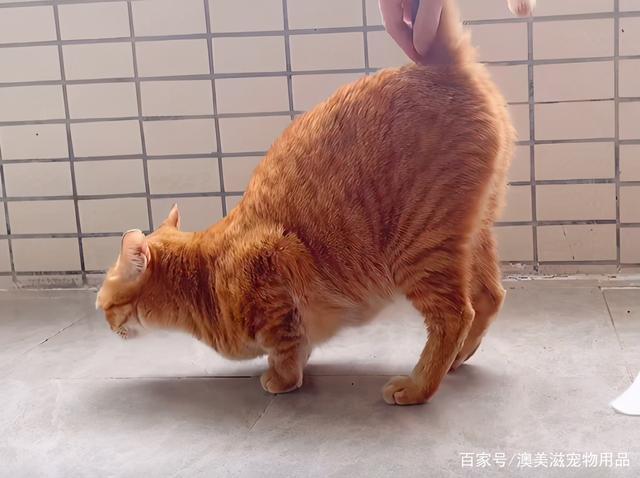 猫腰撅腚什么意思缩略图