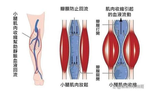 怎么增加小腿肌肉