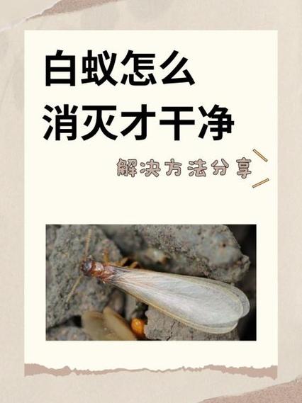 治白蚁最简单的方法