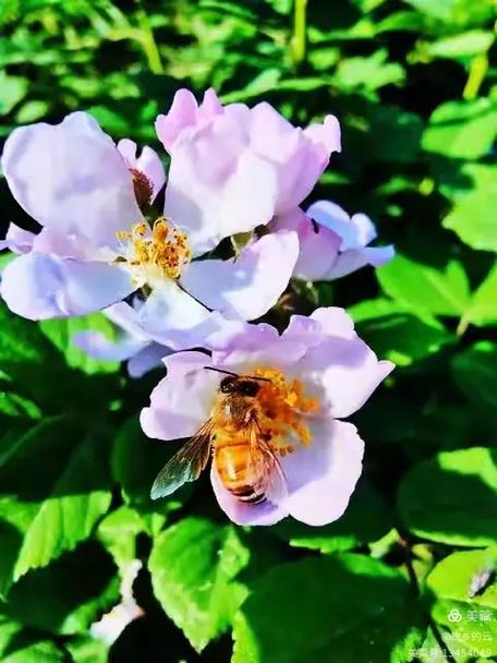 花信app聊天软件截图