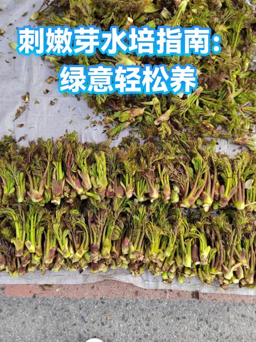 带刺的植物有哪些