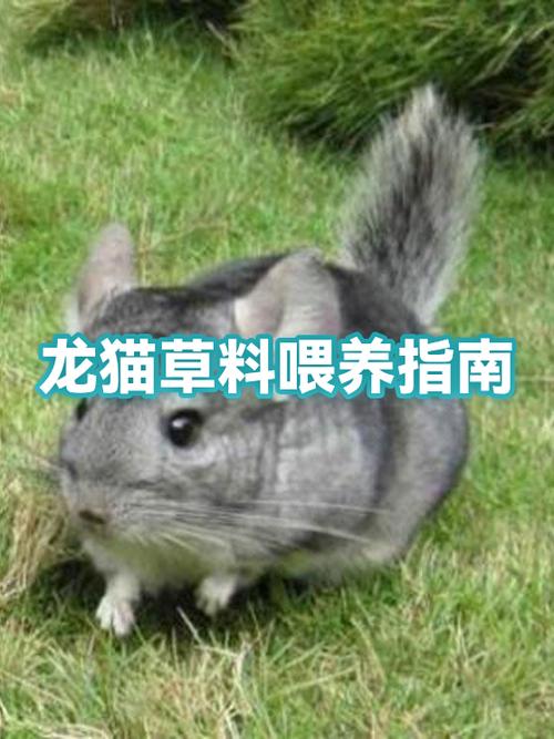 龙猫喂养正确方法游戏截图