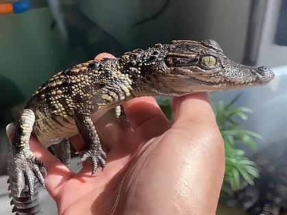 鳄鱼好养吗死亡率高吗