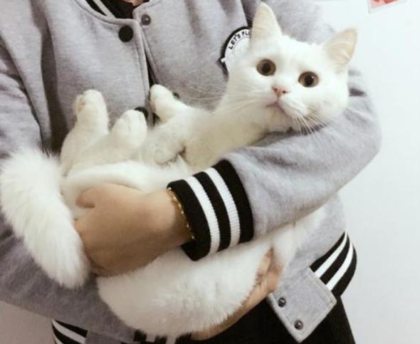 抱猫怎么抱图标