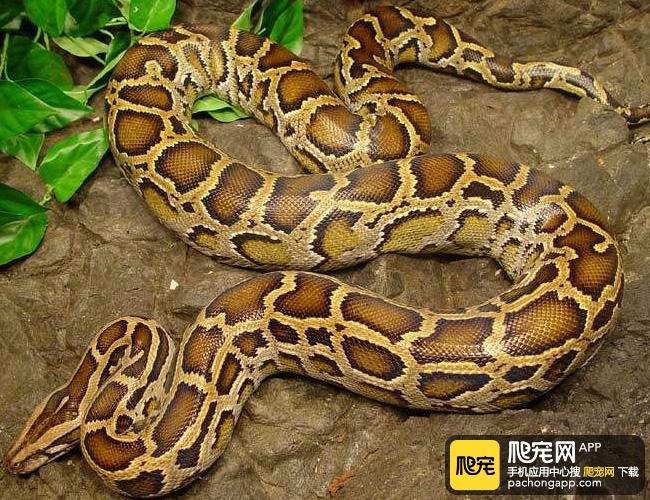 蟒蛇会认主人吗