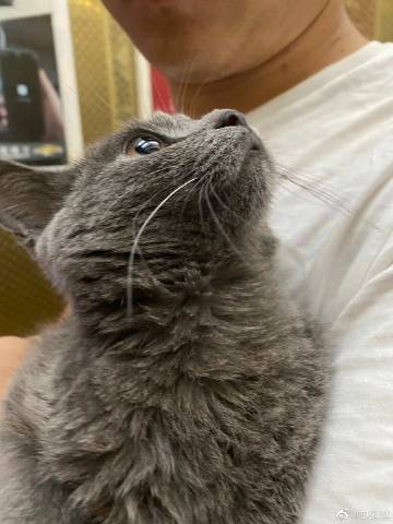 赛太公yy猫的故事截图