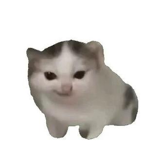 meme猫表情包GIF缩略图