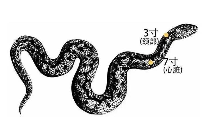 蛇打七寸打的是哪儿