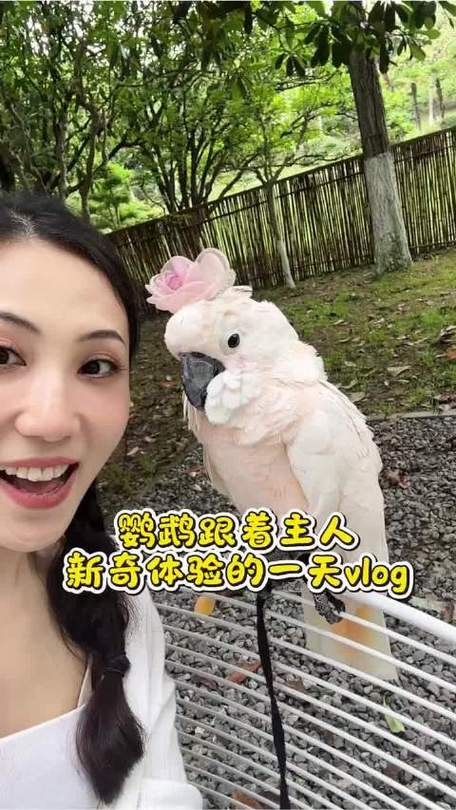 鹦鹉的一天vlog截图