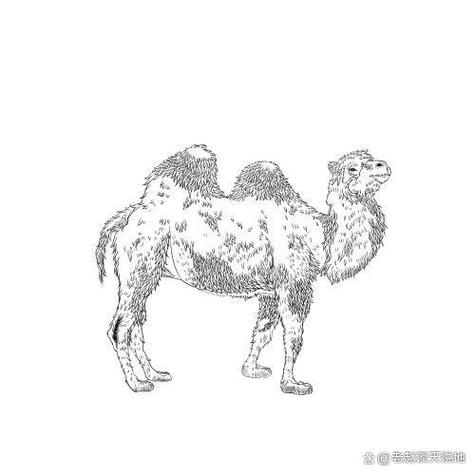 骆驼的寿命最长能活多少年缩略图