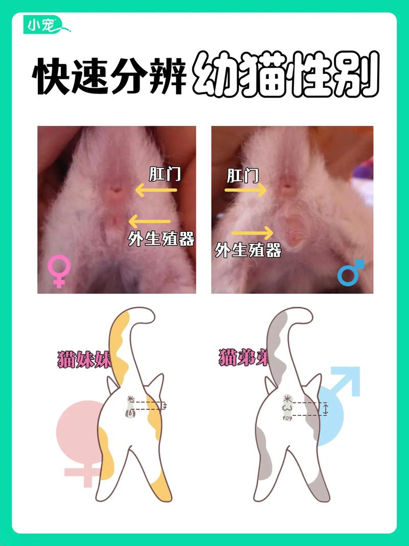 猫公母对照图截图