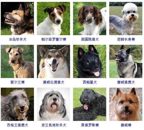 宠物狗品种大全及图片缩略图