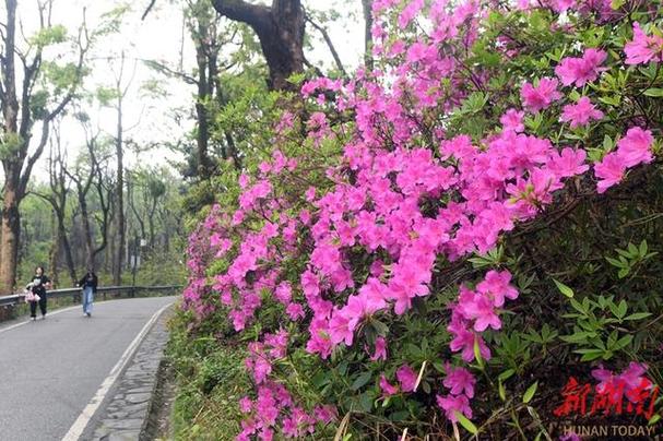 杜鹃花的种植方法游戏截图