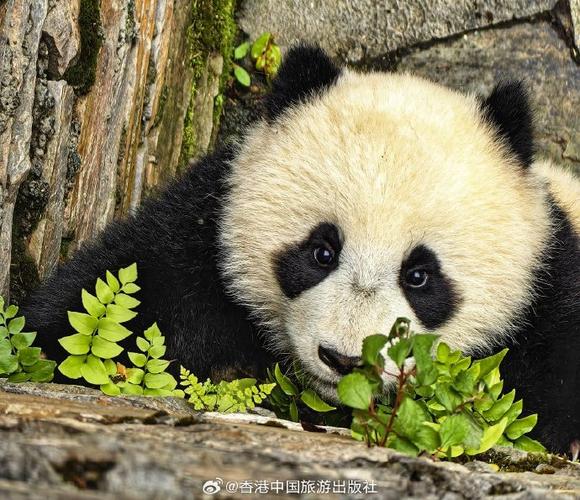 pit panda图标