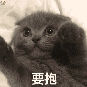 猫咪求抱抱游戏截图