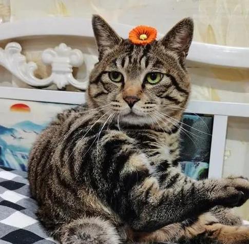 狸花猫一生认几个主人