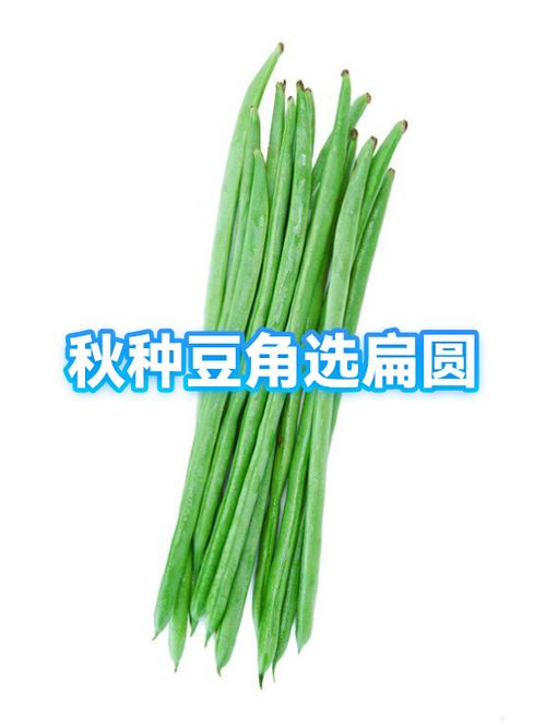 扁皮好还是圆皮好缩略图