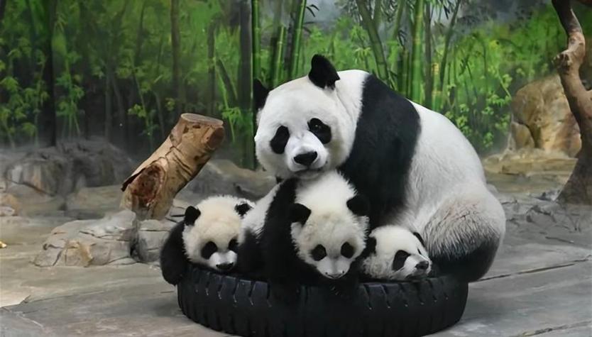 熊猫大合成