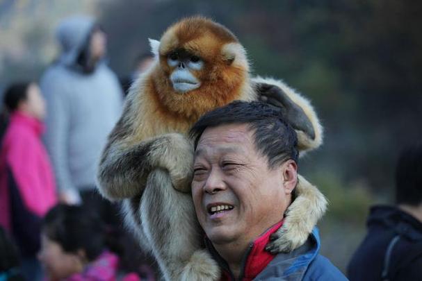 金丝猴和猕猴打起来哪个厉害截图
