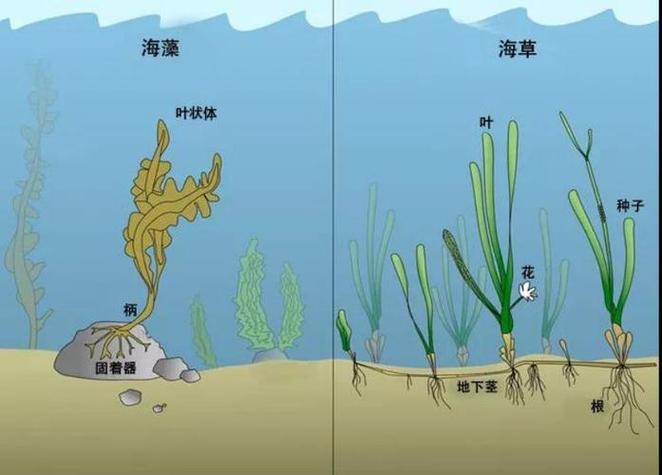 海草跟海藻的区别缩略图