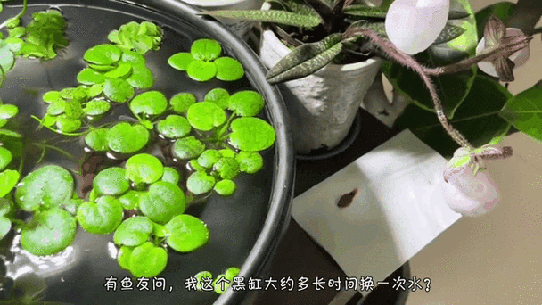 新买的鱼多久不跳缸截图