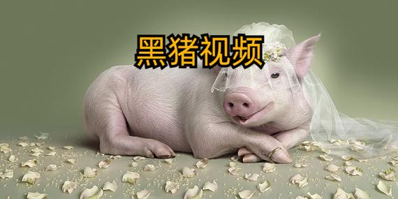 黑猪影视缩略图