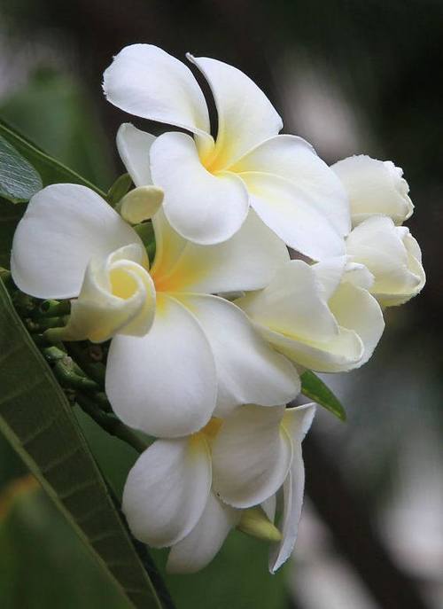 蛋花老旧版本大全所有历史版本