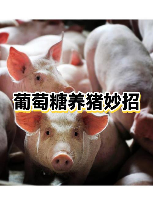 国家对养猪的扶持政策缩略图