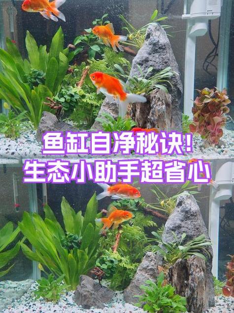 40公分的鱼缸养几条鱼截图