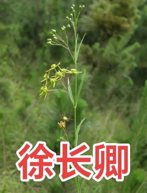 草药学怎么升截图