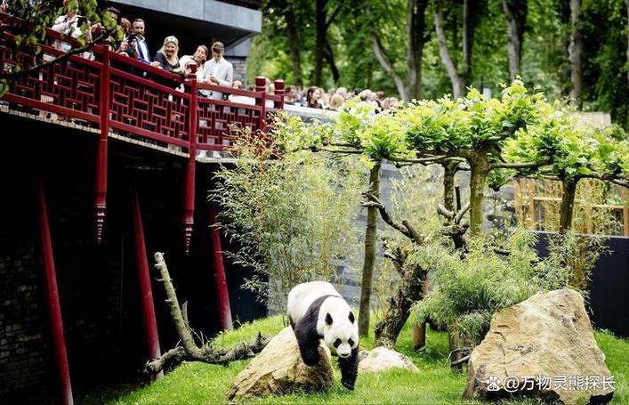 熊猫出租给别国有多少租金截图