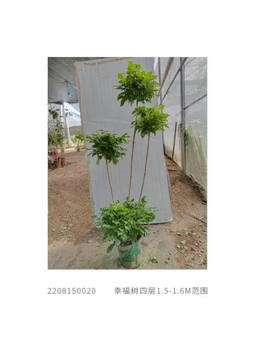 幸福树用磷酸二氢钾浇灌根吗