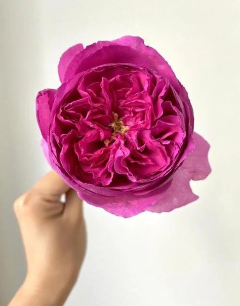 紫玫瑰属于什么档次图标