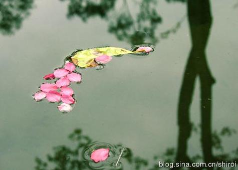 落花流水唱的什么意思截图