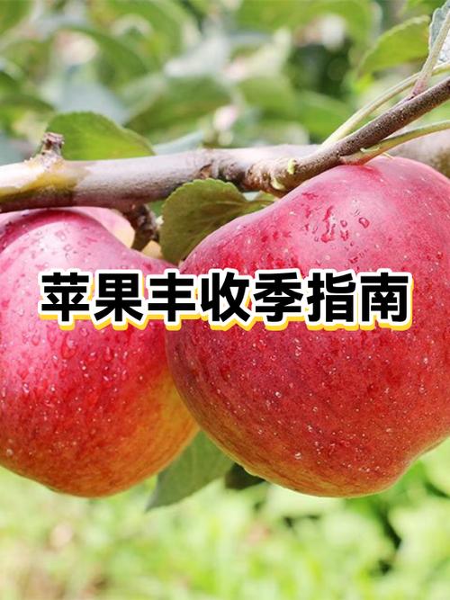 苹果哪个版本最好用游戏截图