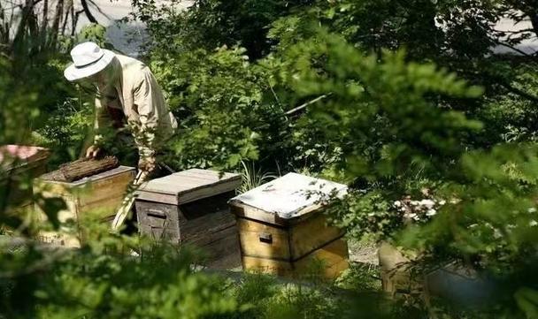 怎样把蜜蜂引进蜂箱视频缩略图