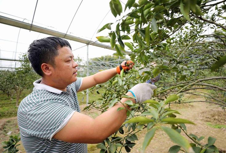 金桔剪枝视频图标